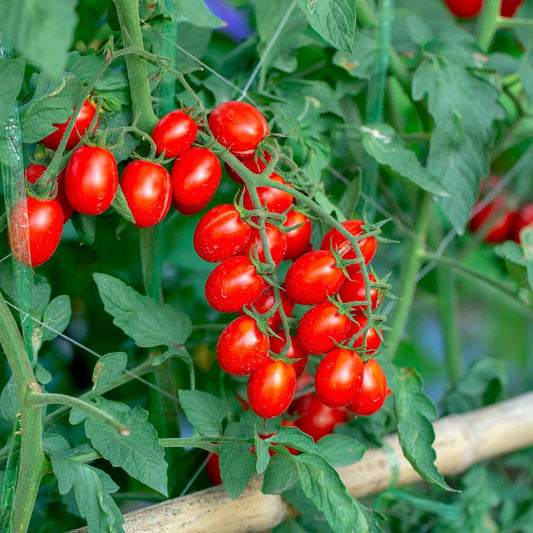 Cherrytomaat 'Koralik' - Bakker