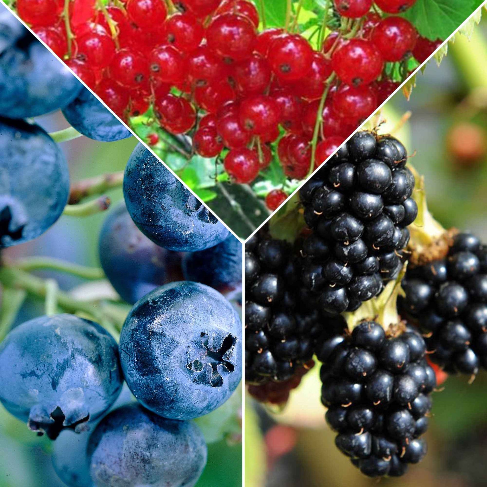 Fruit voor jam - Mix aalbes, blauwe bes, braam (x3) - Ribes rubrum 'jonkheer van tets', rubus fruticosus 'black satin', vac - Moestuin
