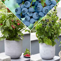 Dwergfruit - Mix braam, framboos, blauwe bes - Rubus  lowberry 'little black prince', rubus lowberry 'little sweet s - Tuinplanten