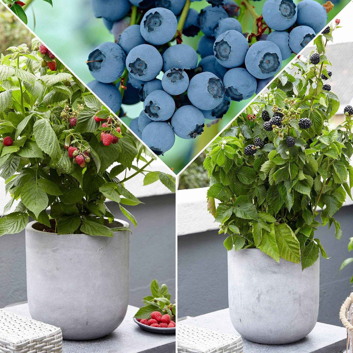 Dwergfruit - Mix braam, framboos, blauwe bes - Bakker