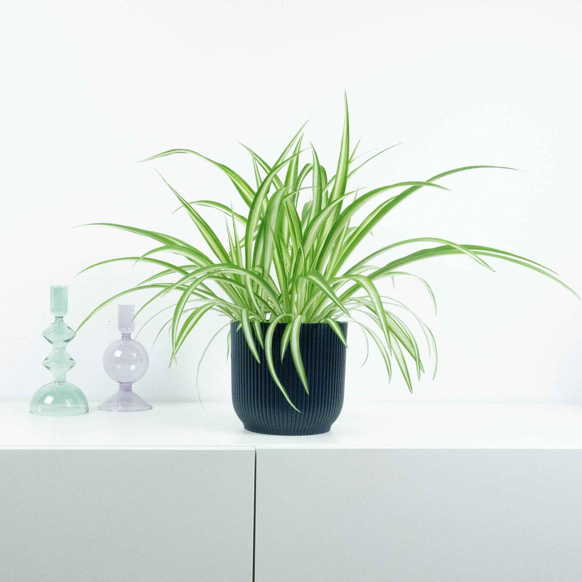 Graslelie 'Vittatum' - Chlorophytum comosum Vittatum - Bakker