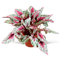 Bladbegonia 'Maui Sunset' - Begonia rex Maui Sunset - Bakker