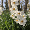 Narcissen poeticus 'Actea' (x10) - Narcissus actea - Bloembollen