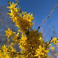 Verkoop Collectie van heesters : Forsythia en Judasboom (x2) - Cercis siliquastrum et forsythia x intermedia spectabilis