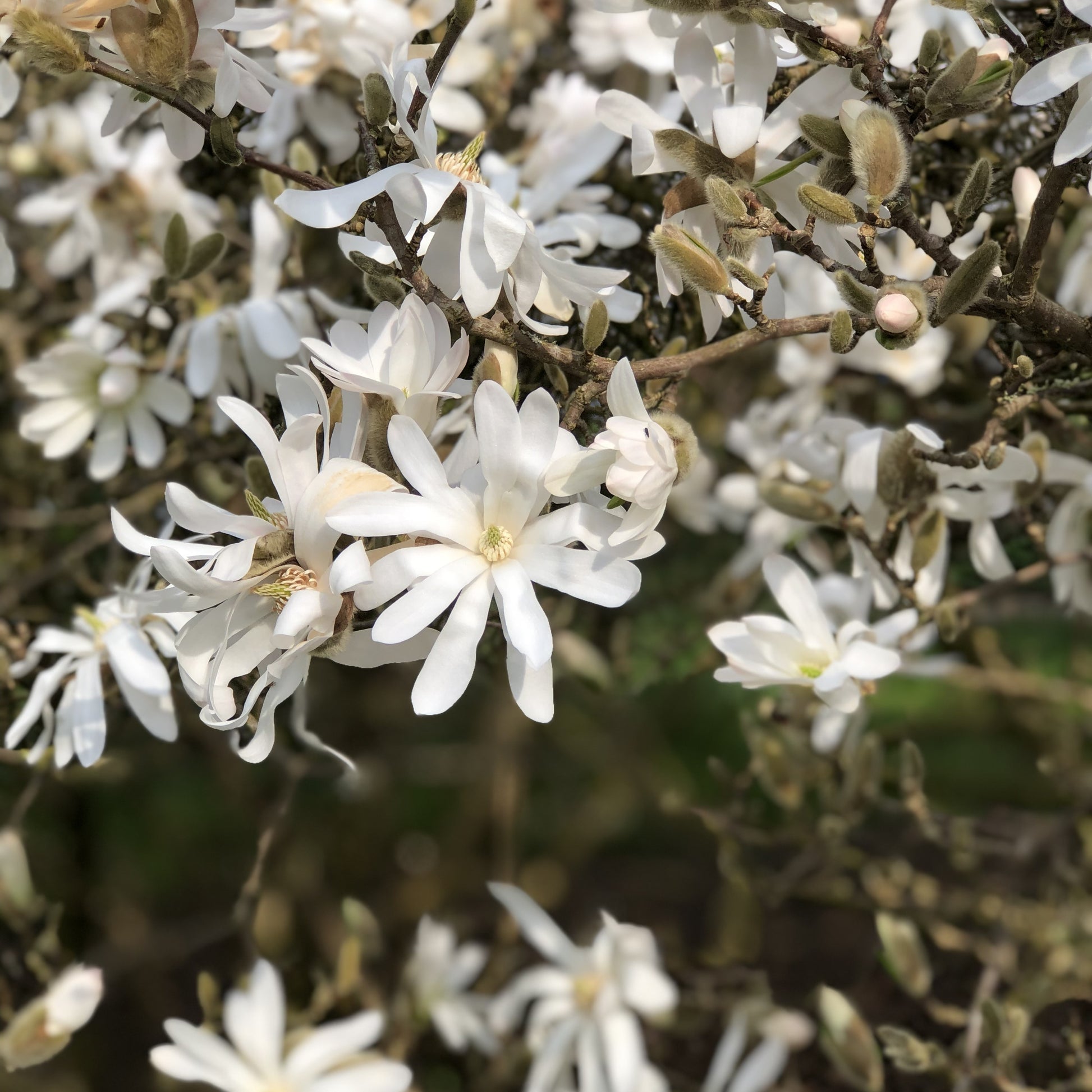 Stermagnolia - Magnolia stellata - Beverbomen - Magnolia