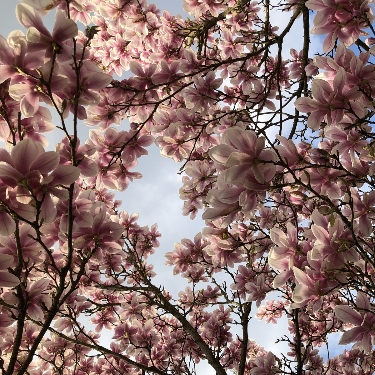 Verkoop Magnolia - Magnolia soulangeana