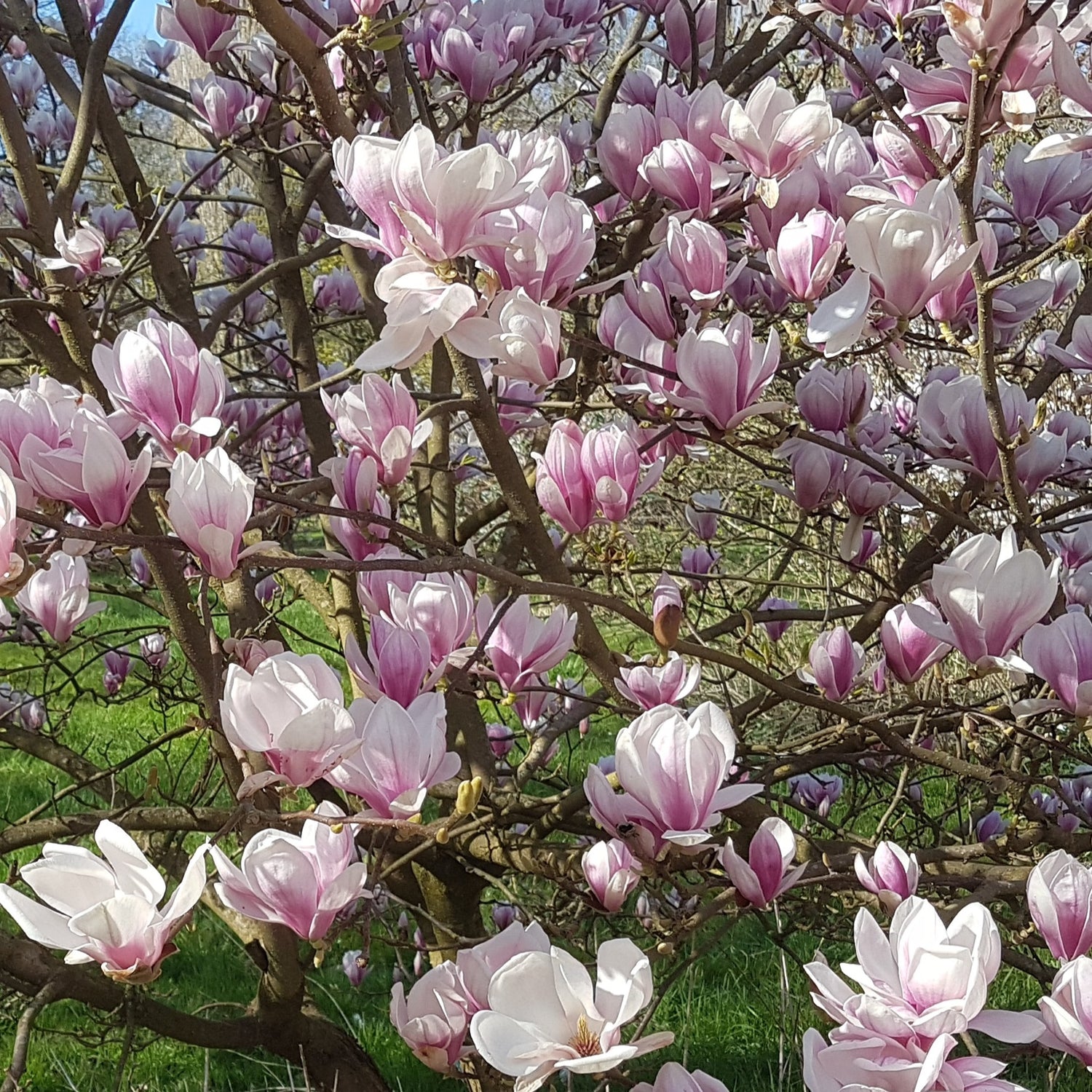 Bloeiende bomen