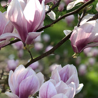 Magnolia - Magnolia soulangeana - Tuinplanten