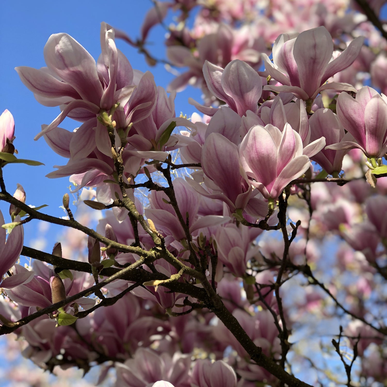 Beverbomen - Magnolia