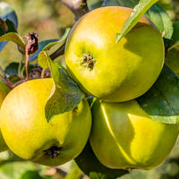 Appelboom 'Golden Delicious' - Malus domestica Golden Delicious - Fruit