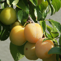 Pruimenboom 'Queen-Claude Golden' - Prunus domestica reine-claude dorée - Fruit