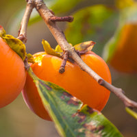 Kakiboom 'Rojo Brilliante' - Kaki diospyros rojo brillante - Fruit