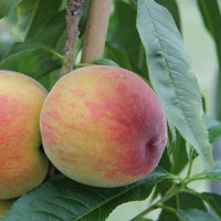 Perzik 'Suncrest' - Prunus persica suncrest - Fruit