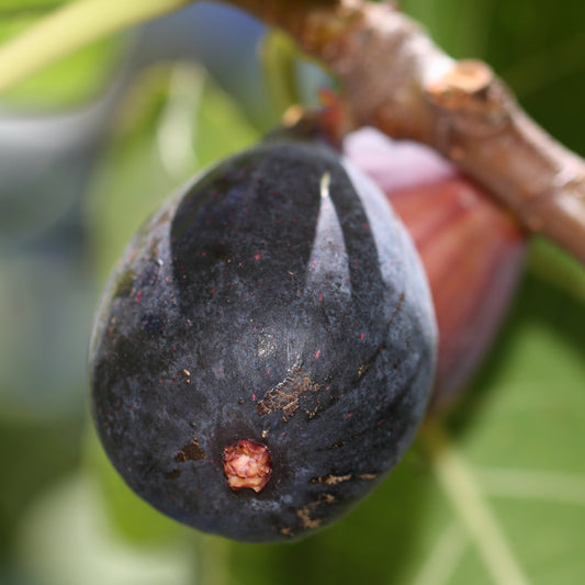 Vijgenboom 'Brogiotto Noir' - Ficus carica brogiotto noir - Fruit