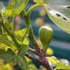 Vijgenboom 'Brogiotto Blanc' - Ficus carica brogiotto blanc - Fruit