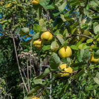 Kweepeer - Cydonia oblonga - Fruit