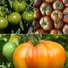 Originele tomatenplanten Mix