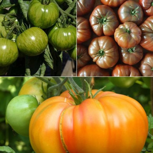Originele tomatenplanten Mix