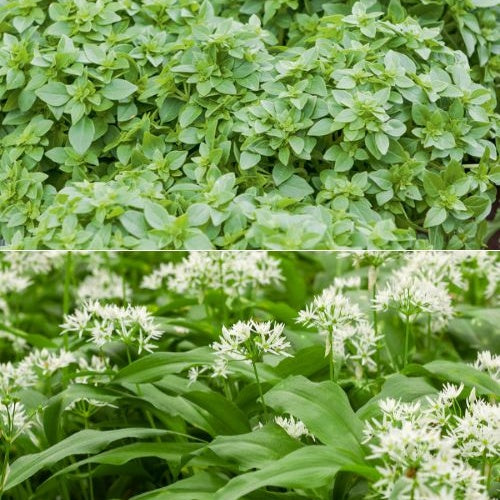 Kruidenlant Mix 'Basilicum' + 'Wilde knoflook'