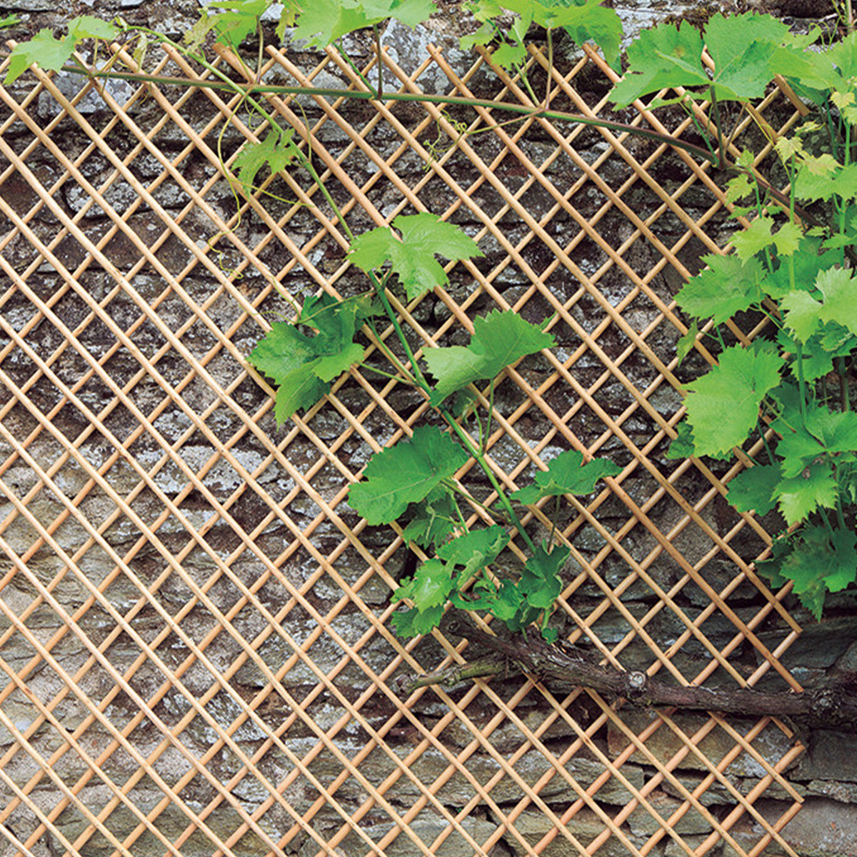 Verlengbare trellis van geschilde natuurlijke wilgentenen - Bakker