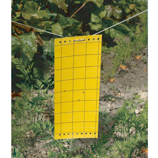 Kleverige insectenvallen (x5) - Bakker