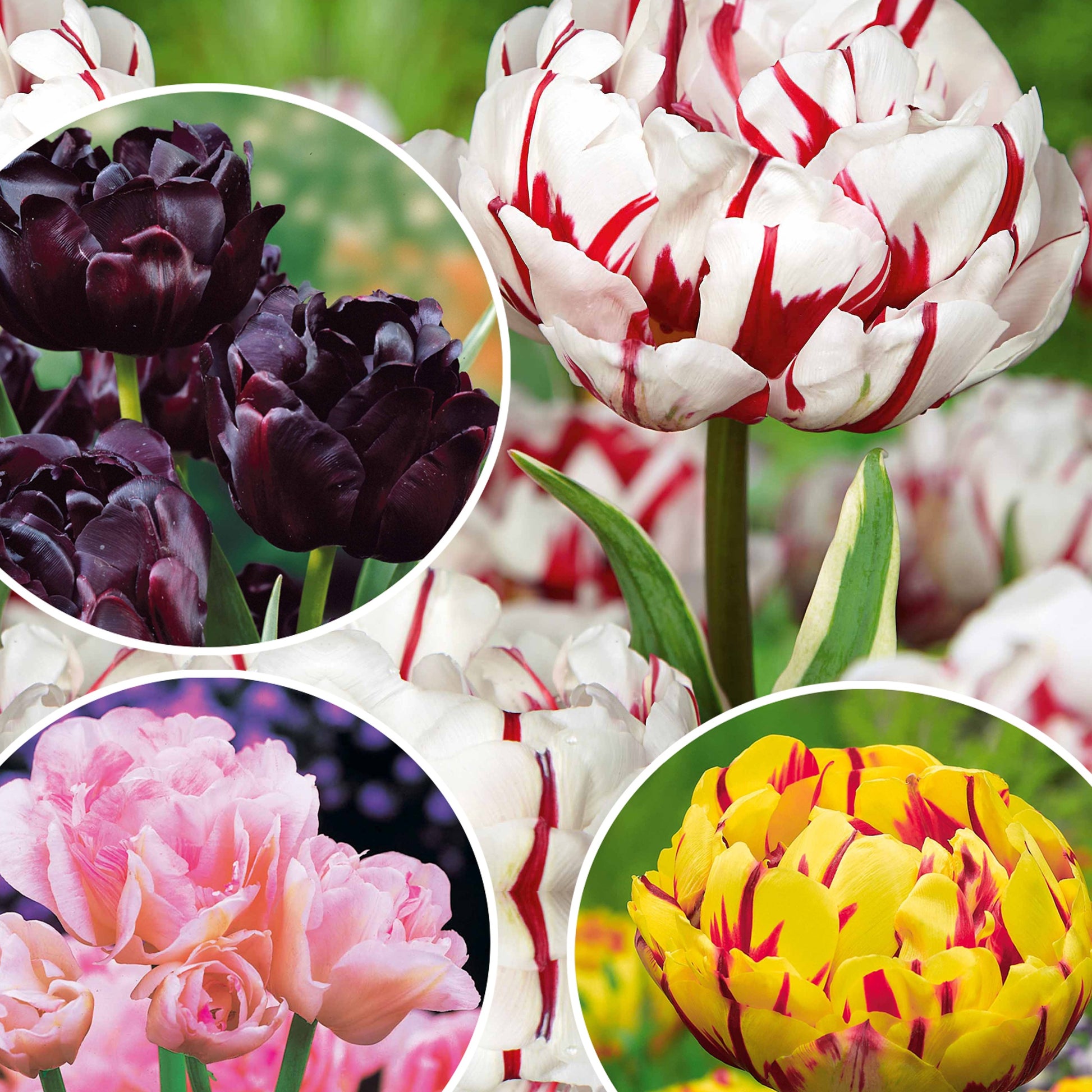 Pioentulpen gemengd - Tulipa 'angélique', 'black hero', 'carnaval de nic - Voorjaarsbloeiers