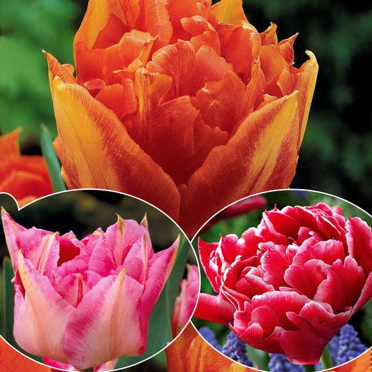 Dubbele Murillo Tulpen gemengd (x30) - Tulipa murillo 'willemsoord' 'willem van orange' ' - Bloembollen