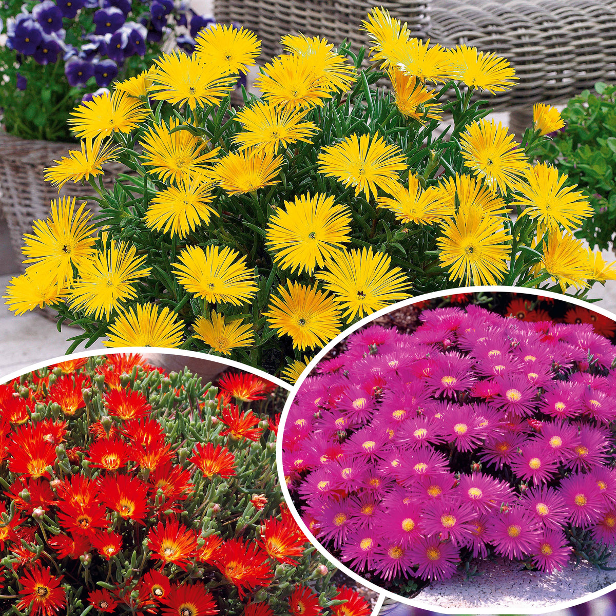 Verzameling van 6 ficoïden (geel + violet + rood) (x6) - Bakker