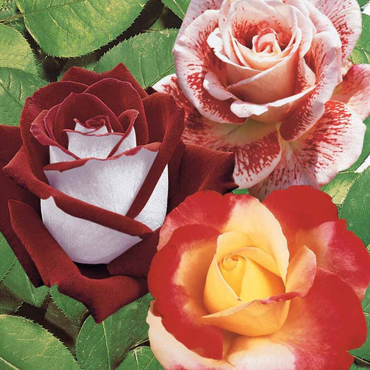 Rozenmix 'Osiria' + 'Famosa' + 'Double Delight' (x3) - Bakker