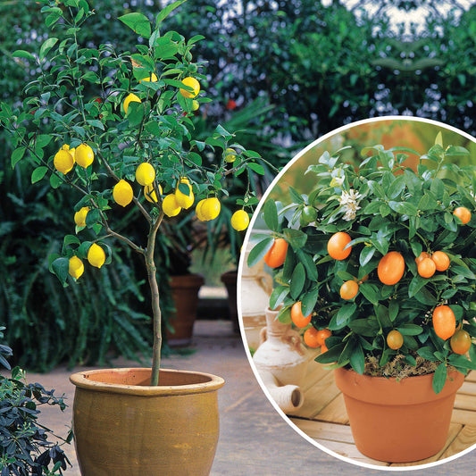 Collectie van kumquat- en citroenbomen (x2)
