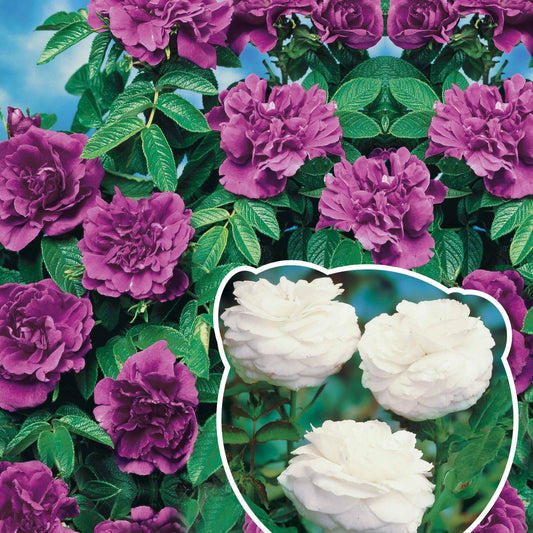 Collectie van 2 botanische rozen (x2) - Bakker