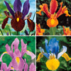 Hollandse Iris Mix (x40) - Iris hollandica frans hals, rosario, tiger eyes, b - Bloembollen