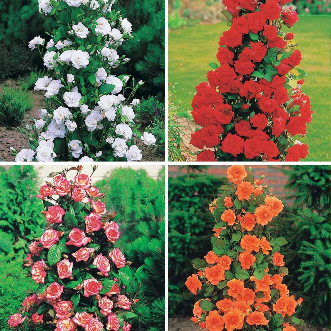 Rozenmix 'Shalom' + 'Korbin' + 'Westerland' + 'Land' (x4) - Bakker