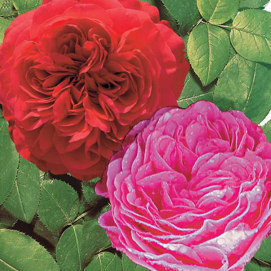 Collectie floribunda rozen ( Red Leonardo Da Vinci +  Leonardo Da Vinci) (x2) - Rosa floribunda red leonardo da vinci, leonardo da - Tuinplanten