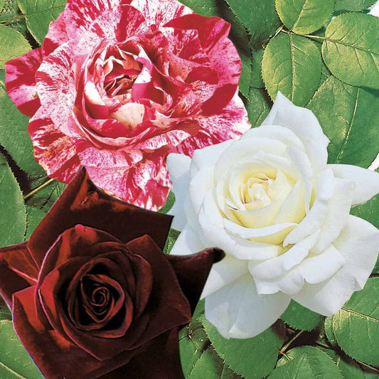Collectie grootbloemige rozen (Black Baccara, Candy stripe, Helga) (x3) - Rosa 'black baccara', 'candy stripe', 'helga' - Tuinplanten