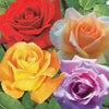 Rozenmix 'Malaga' + 'Blue Moon' + 'Magic Parfum' (x4) - Rosa whisky, malaga,lune bleue, la magie du parfum - Tuinplanten