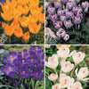 ColleCtie Grootbloemige Krokussen (x60) - Crocus 'yellow mammouth', 'flower record', 'jeanne - Bloembollen