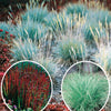 Siergras Mix (x3) - Imperata cylindrica Red Baron, Carex oshimensis Evergreen, Festuca glauca - Tuinplanten