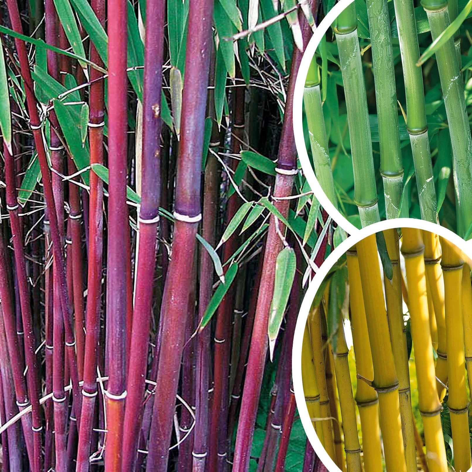 Bamboe Collectie: groen, geel, rood (x3) - Phyllostachys bissetii, aureosulcata Aureocaulis, Fargesia scabrida Asian Wonder - Tuinplanten