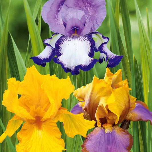 Tuiniris collectie: Lasso, Border, Sangreal (x6) - Iris germanica  (2 lasso, 2 bordure, 2 sangreal) - Tuinplanten
