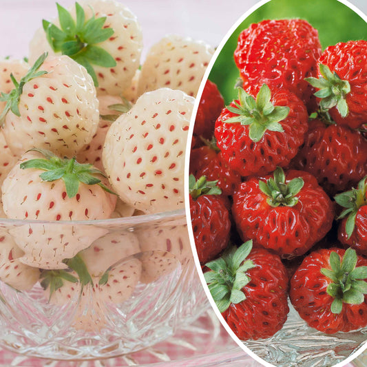 Originele Aardbeiencollectie (x4) - Fragaria pineberry ® framberry ® - Fruit