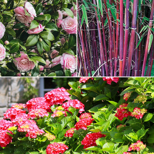 Boeren Boerenhortensia, Japanse roos, bamboe (x3) - Bakker