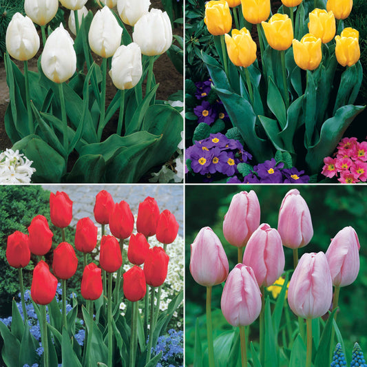 Collectie Langstelige tulpen (x20) - Tulipa - Bloembollen