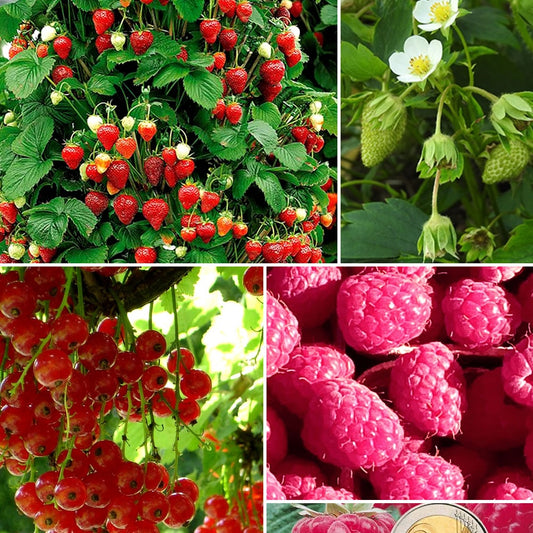 Verzameling van rode fruitbomen (x9) - Rubus idaeus 'sumo 2', ribes rubrum 'rovada', frag - Fruit