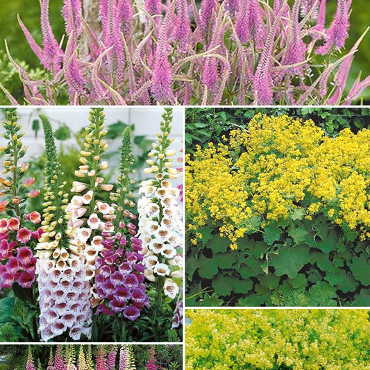 Collectie vaste planten voor halfschaduw (x9) - Veronicastrum virginicum, digitalis purpurea, alchemilla mollis - Tuinplanten