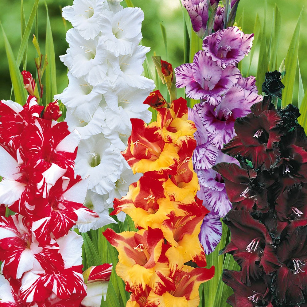 Grootbloemige gladiool Mix (x50) - Gladiolus 'zizanie', 'stéréo', 'belle de nuit', 'p - Bakker