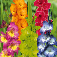 x Gladiolen Collectie - Gladiolus 'nori', 'green star', 'manteca', after s - Gladiolen