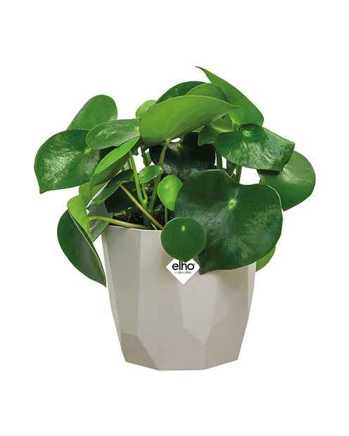  - Elho Bloempot B for rock - warm grijs - Onderhoud en Materiaal 