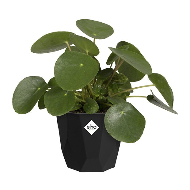  - Elho Bloempot B for rock - living black - Onderhoud en Materiaal 