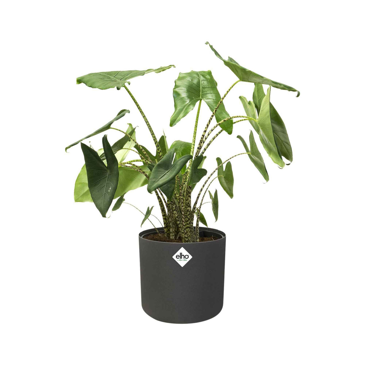  - Elho bloempot B.for soft rond antraciet - Binnenpot - Onderhoud en Materiaal 